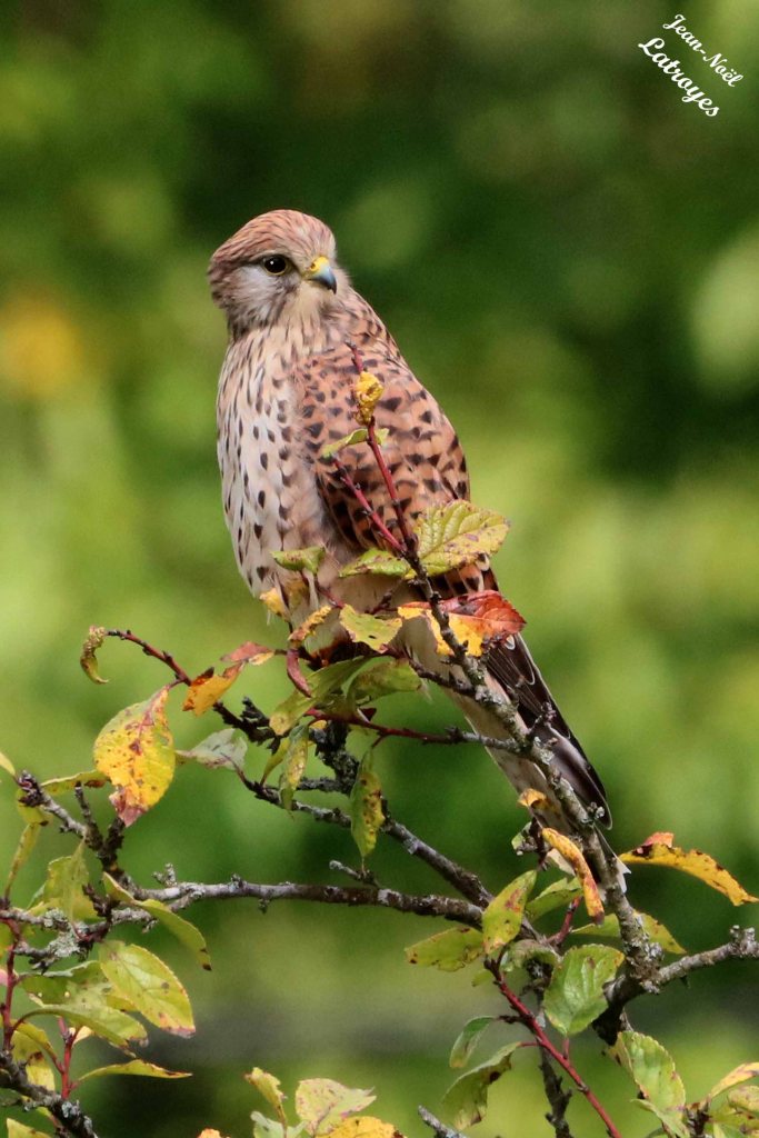 Faucon crécerelle -  Falco tinnunculus - posé au faîte d'un fruitier - Photographie Jean-Noël Latroyes - 24 septembre 2022 - Filain - Haute-Saône - www.filain-nature.fr