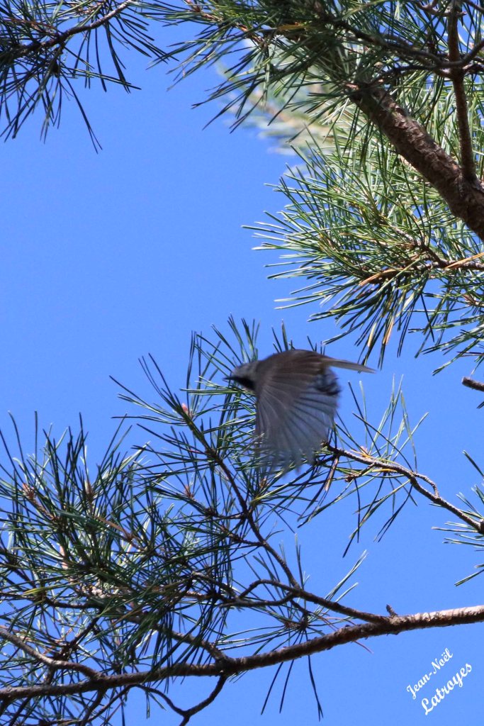 Gobemouche noir femelle aile dépliée - Ficedula hypoleuca - Filain (Haute-Saône) – 09 septembre 2022 – Photographie Jean-Noël Latroyes - www.filain-nature.fr
