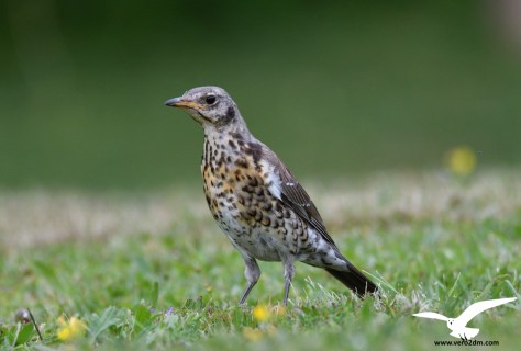 Grive litorne - Turdus pilaris - Photographie Véronique Monniotte-Dargent