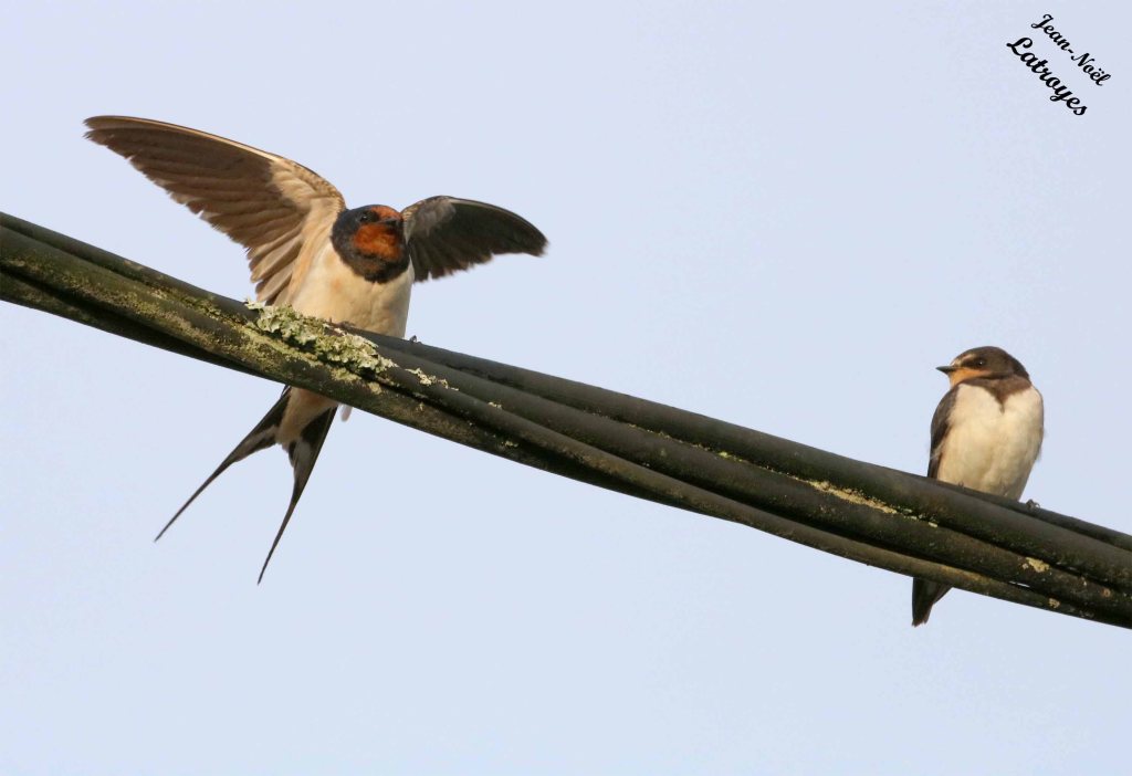 Migration annuelle d'hirondelles rustiques - Hirundo rustica - Filain (Haute-Saône) - 13 septembre 2022 - Photographie Jean-Noël Latroyes - www.filain-nature.fr