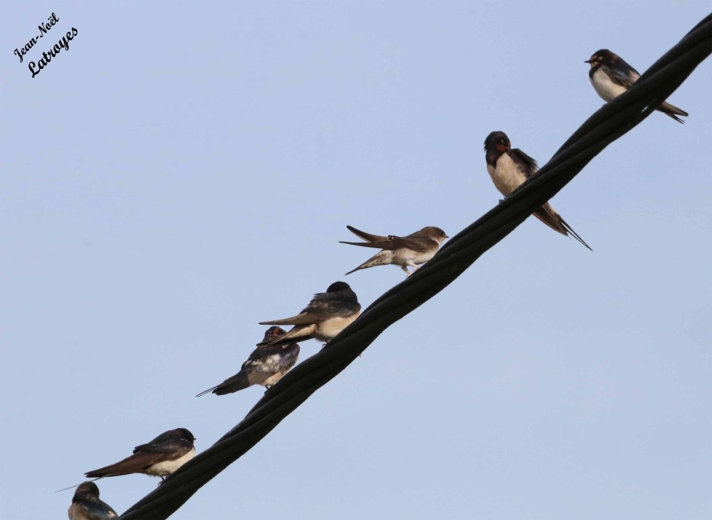 hirondelles rustiques - Hirundo rustica - Filain (Haute-Saône) - 13 septembre 2022 - Photographie Jean-Noël Latroyes - www;filain-nature.fr