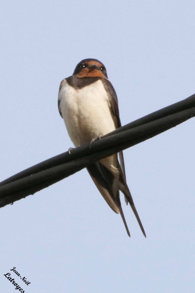 Hirondelles rustiques perchées sur le câble d'électricité - Hirundo rustica - Filain (Haute-Saône) - 13 septembre 2022 - Photographie Jean-Noël Latroyes - www.filain-nature.fr
