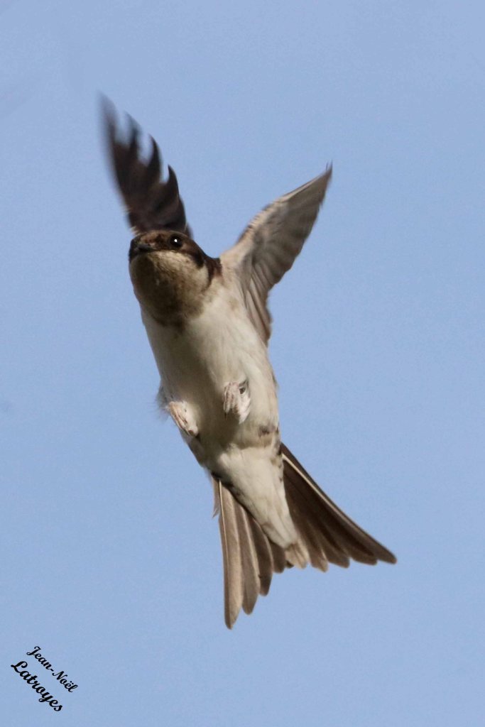 Migration annuelle d'hirondelles  de fenêtre (Delichon urbica) - Filain (Haute-Saône) - 13 septembre 2022 - Photographie Jean-Noël Latroyes - www.filain-nature.fr