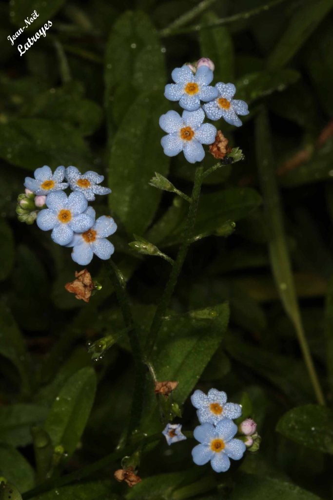 Fleurs de Myosotis des marais en bordure de Filaine - Myosotis scorpioides  - Filain (Haute-Saône) Photographie Jean-Noël Latroyes (septembre 2022) - www.filain-nature.fr