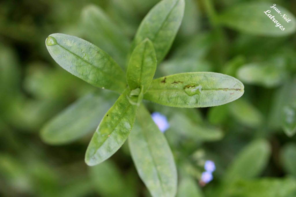 Feuille (détail) de Myosotis des marais en bordure de Filaine - Myosotis scorpioides - Filain (Haute-Saône) Photographie Jean-Noël Latroyes (septembre 2022) - www.filain-nature.fr