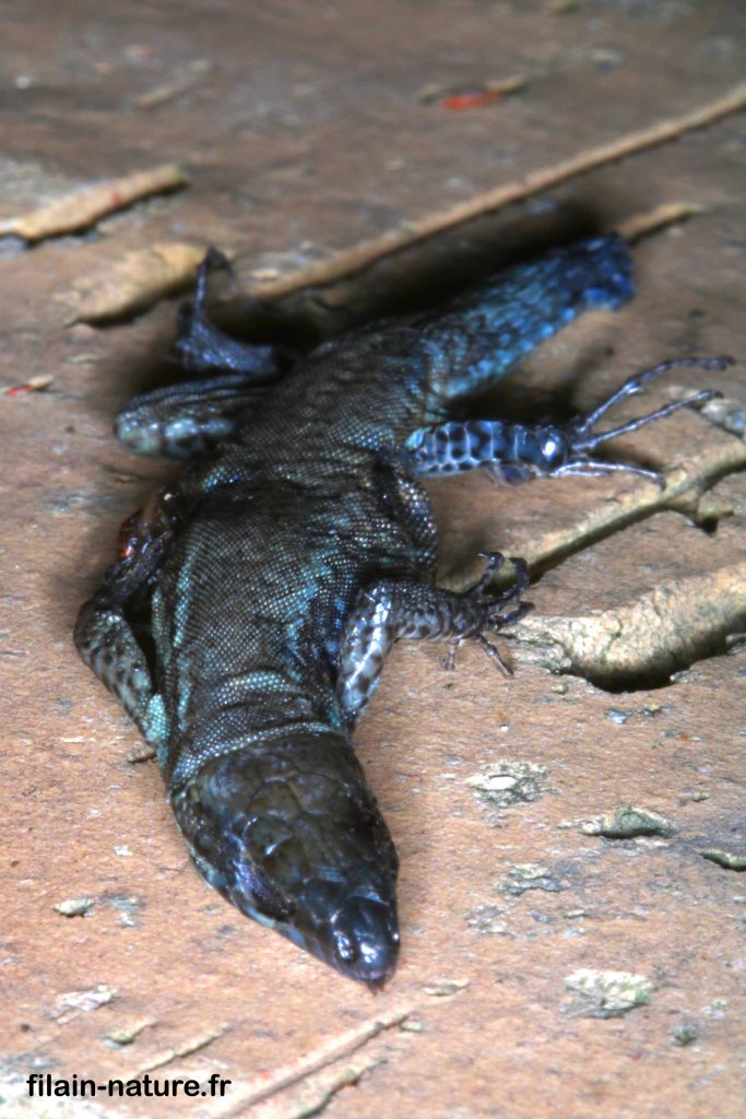 Lézard bleu - Filain (Haute-Saône) - Photographie Jean-Noël Latroyes - 24 août 2022 - www.filain-nature.fr