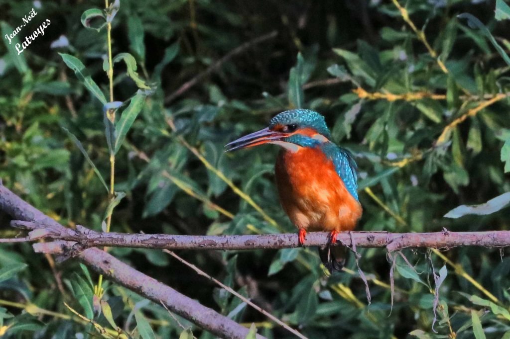 Martin-pêcheur femelle (Alcedo atthis) en rive droite de l'Ognon - Montbozon (Haute-Saône) 09 septembre 2022 - Photographie Jean-Noël Latroyes - www.filain-nature.fr
