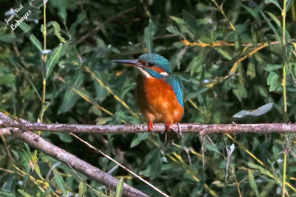 Martin-pêcheur femelle (Alcedo atthis) perché sur une branche de saule en rive droite de l'Ognon - Montbozon (Haute-Saône). Surveillant alternativement les alentours et les poissons qui évoluent dans la rivière en-dessous d'elle, ce Martin semble se reposer un peu  … 09 septembre 2022 - Photographie Jean-Noël Latroyes - www.filain-nature.fr