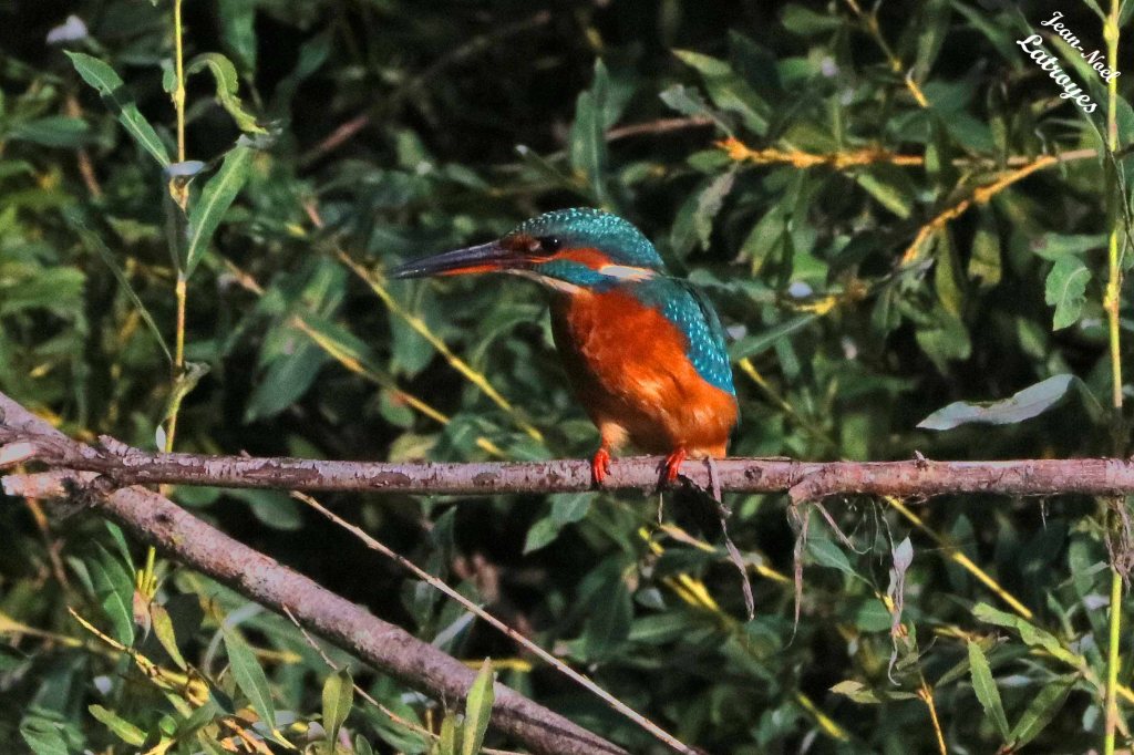 Martin-pêcheur femelle (Alcedo atthis) perché sur une branche de saule en rive droite de l'Ognon  - Montbozon (Haute-Saône) 09 septembre 2022 - Photographie Jean-Noël Latroyes - www.filain-nature.fr