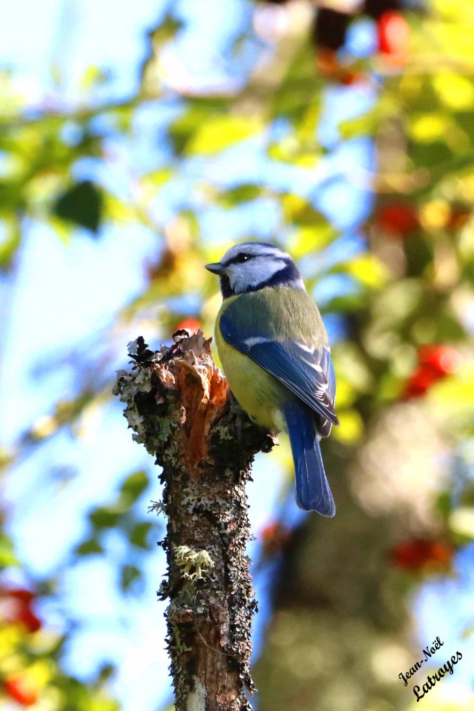 Mésange bleue (Cyanistes caeruleus) attirée par les baies de Cynorrhodon. 16 septembre 2022 - Filain (Haute-Saône) - Photographie Jean-Noël Latroyes- www.filain-nature.fr