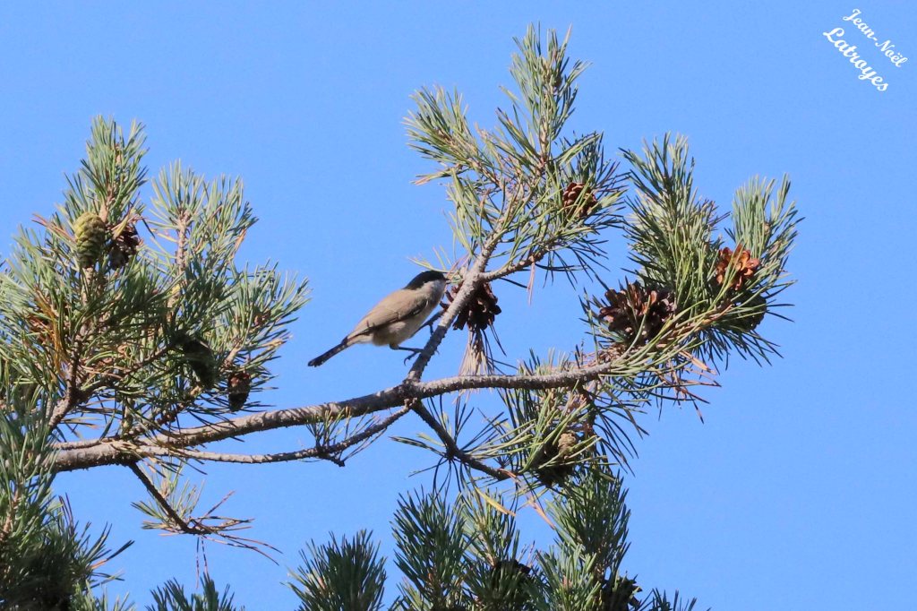 Fauvette à tête noire en train de décortiquer des pommes de pin sylvestre – Sylvia atrica 
- Filain - Haute-Saône - Photographie Jean-Noël Latroyes– 14 septembre 2022