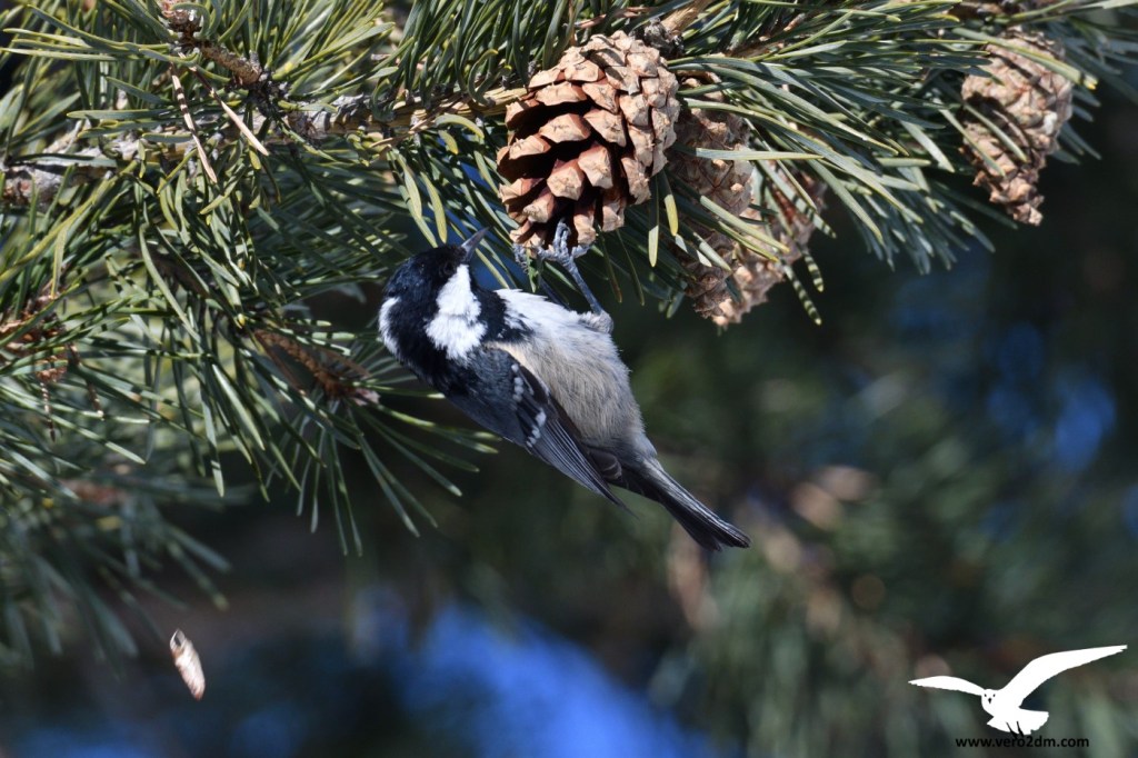 Mésange noire- Periparus ater - Photographie Véronique Monniotte-Dargent