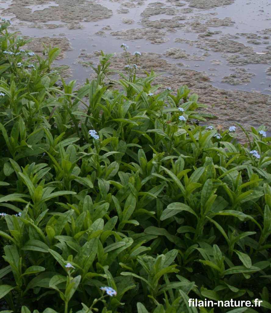 Colonie de Myosotis des marais en bordure de Filaine - Myosotis scorpioides  - Filain (Haute-Saône) Photographie Jean-Noël Latroyes (septembre 2022) - www.filain-nature.fr