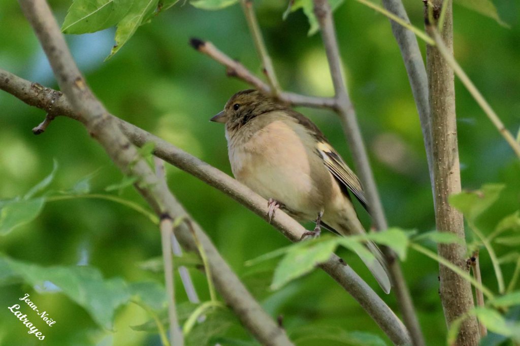 Pinson des arbres femelle posée - 24 septembre 2022 - Filain - Haute-Saône
 Photographie Jean-Noël Latroyes - www.filain-nature.fr