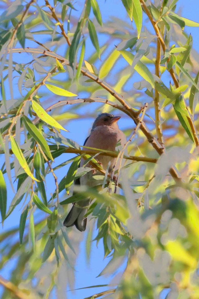 Pinson des arbres mâle posé sur saule - 19 septembre 2022 - Filain - Haute-Saône - Photographie Jean-Noël Latroyes - www.filain-nature.fr