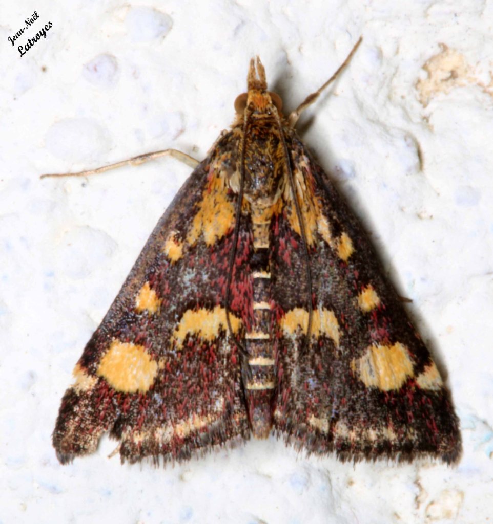 Pyrausta purpuralis - 7 deptembre 2022 Filain (Haute-Saône)de jour, vers 17 h 45  Photographie Jean-Noël Latroyes - www.filain-nature;fr