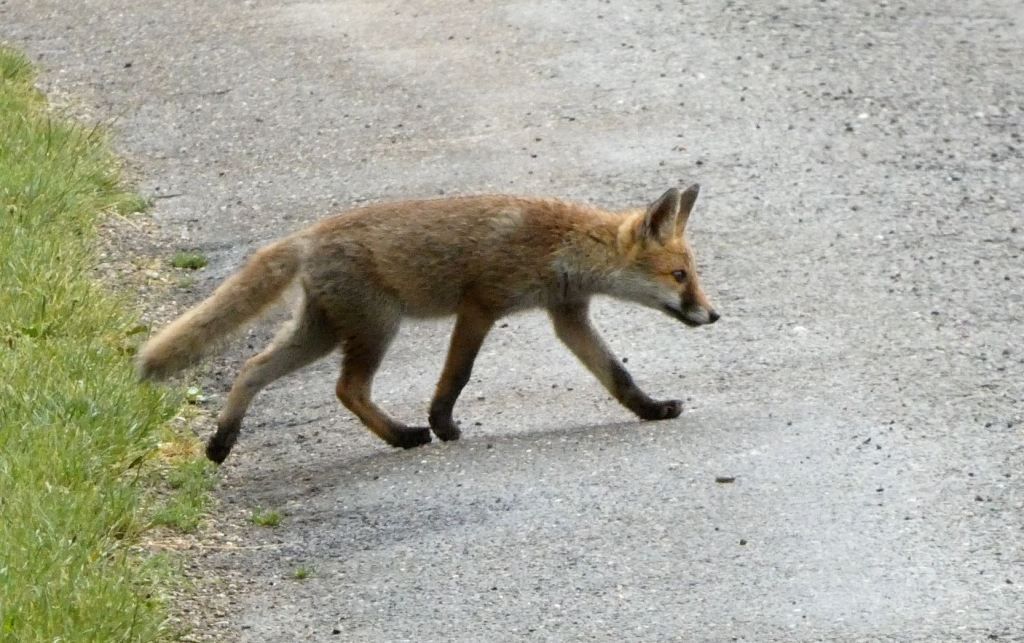 Renard roux d'Europe - Vulpes vulpes - Filain (Haute-Saône)
22 juin 2022 - Photographie Sandra Peyrot - www.filain-nature.fr