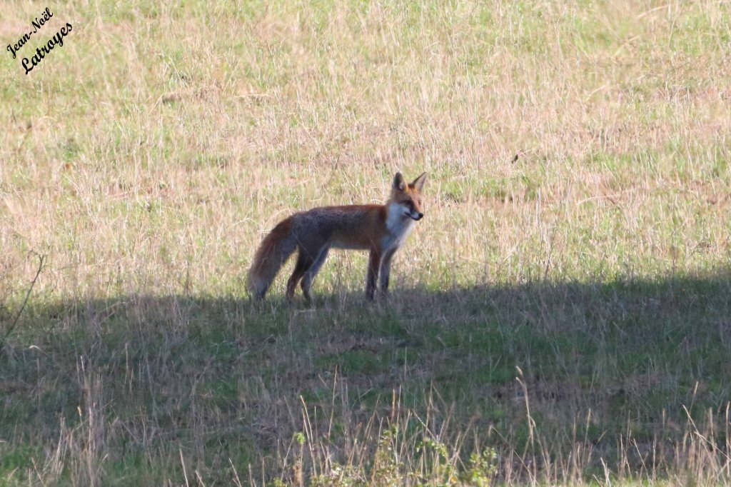Renard roux d'Europe  - Vulpes vulpes - Filain (Haute-Saône) - 12 septembre 2022 - Photographie Jean-Noël Latroyes - www.filain-nature.fr