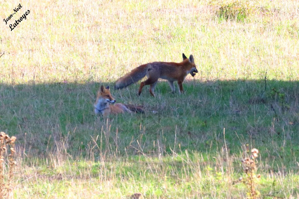 Ce renard n'est pas seul car un deuxième animal avec l'extrémité de la queue blanche se repose dans l'ombre d'un buisson. J'ai sans doute été repéré, malgré la bonne centaine de mètres qui nous séparent. 12 septembre 2022 - Photographie Jean-Noël Latroyes - www.filain-nature.fr