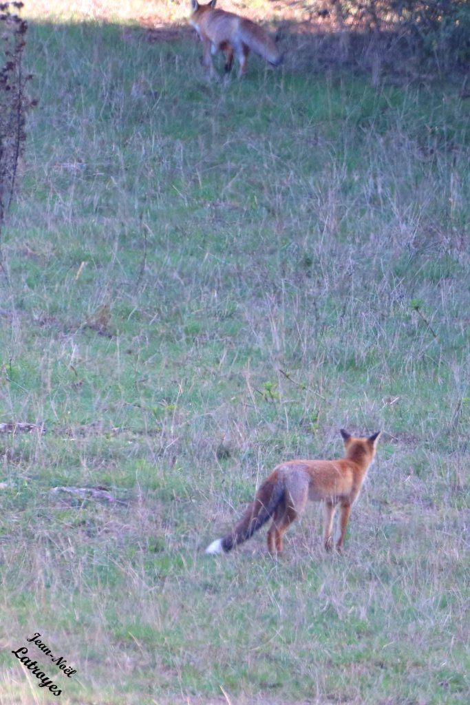 "bout-d'queue blanc" semble un peu plus petit que "museau tâché", il pourrait s'agir de la femelle ... Photographie Jean-Noël Latroyes - 12 septembre 2022 - www.filain-nature.fr