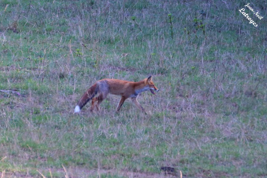 Renard roux - Photographie Jean-Noël Latroyes - 12 septembre 2022 - www.filain-nature.fr