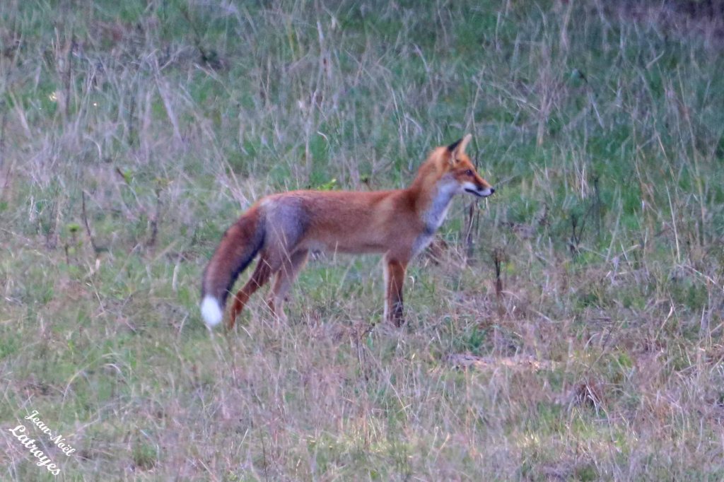 Renard roux avec l'extrémité de la queue blanche- Photographie Jean-Noël Latroyes - 12 septembre 2022 - www.filain-nature.fr