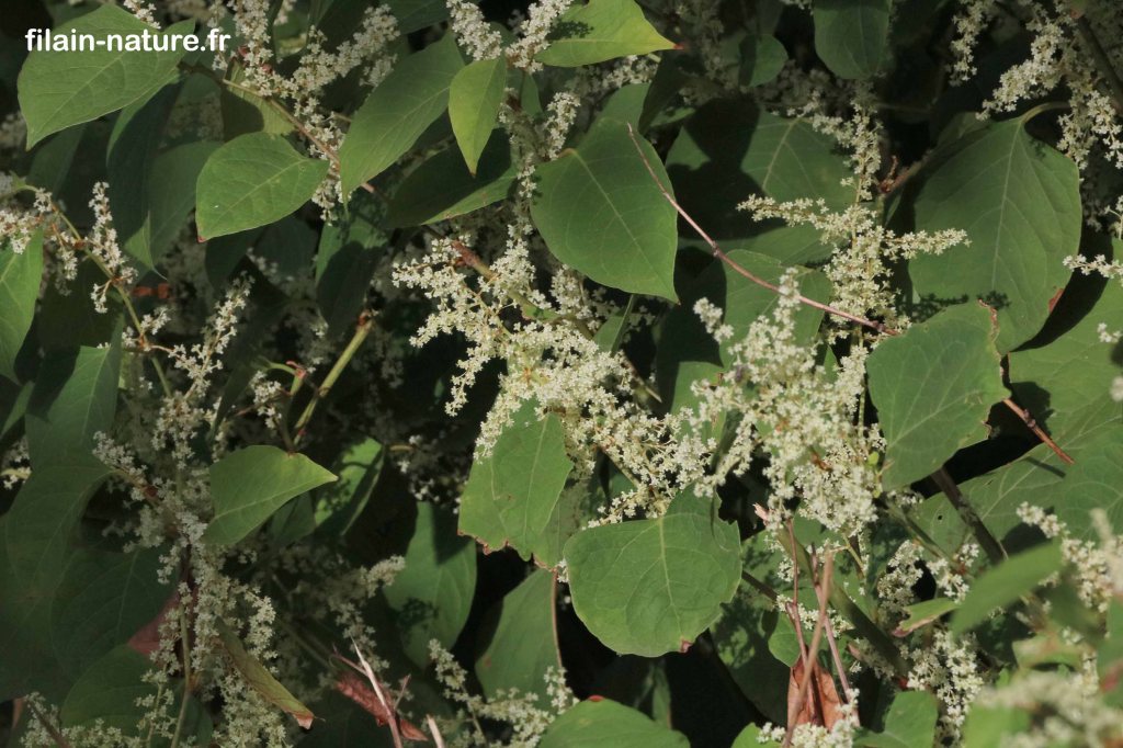 Renouée du Japon - Reynoutria japonica - Montbozon (Haute-Saône) - en bordure de l'Ognon (rive gauche) - Photographie Jean-Noël Latroyes - www.filain-nature.fr