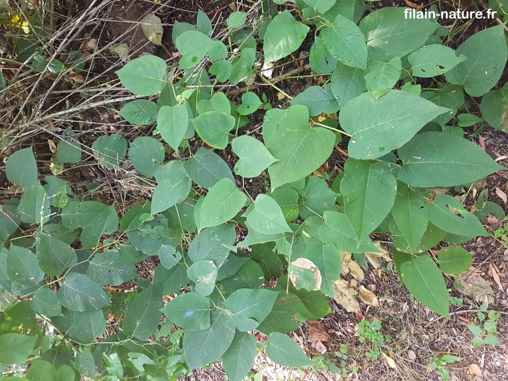 Feuillage de Renouée du Japon - Reynoutria japonica - Montbozon (Haute-Saône) - en bordure de l'Ognon (rive gauche) - 25 août 2022 - Photographie Jean-Noël Latroyes - www.filain-nature.fr