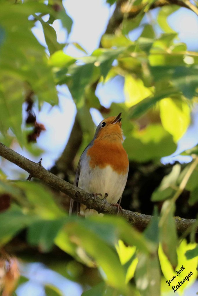 Rougegorge familier - Erithacus rubecula en plein chant - Filain (Haute-Saône) - 24 septembre 2022- Photographie Jean-Noël Latroyes - www.filain-nature.fr