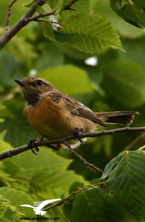 Cette image a un attribut alt vide ; le nom du fichier est tarier-patre.jpg
Tarier pâtre femelle - Saxicola torquata - Photographie Véronique Monniotte-Dargent