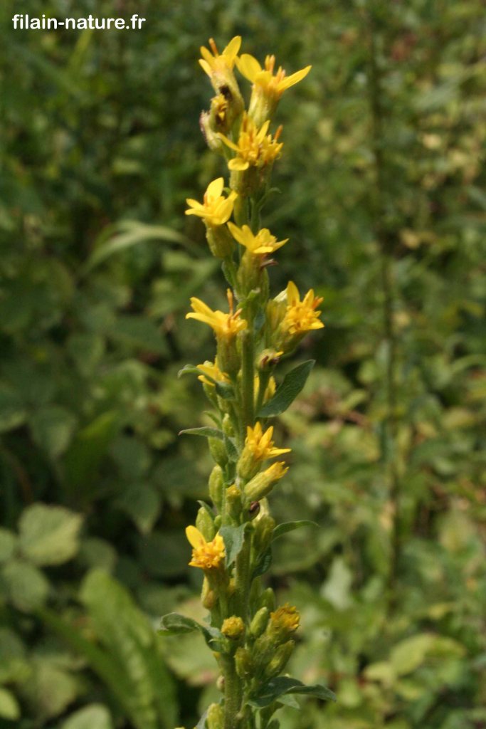 Verge d'Or - Solidago virgaurea - détails de la fleur - Filain (Haute-Saône) - Août 2022 - Photographie Jean-Noël Latroyes - www.filain-nature.fr