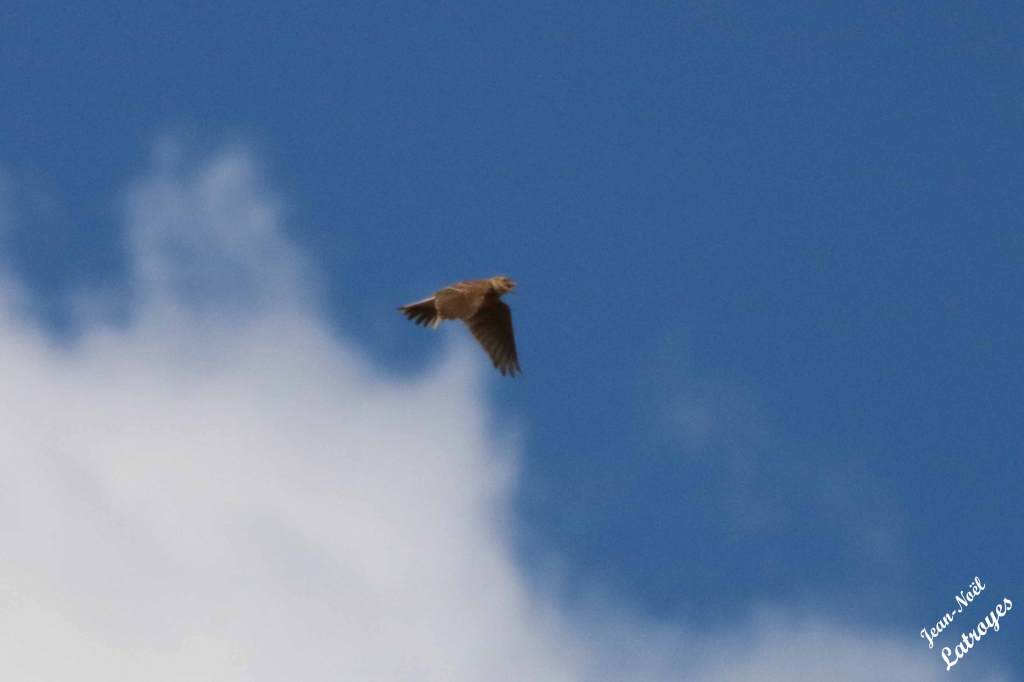 Alouette des champs – Alauda arvensis – Photographie Jean-Noël Latroyes -
Filain (Haute-Saône) - avril 2022