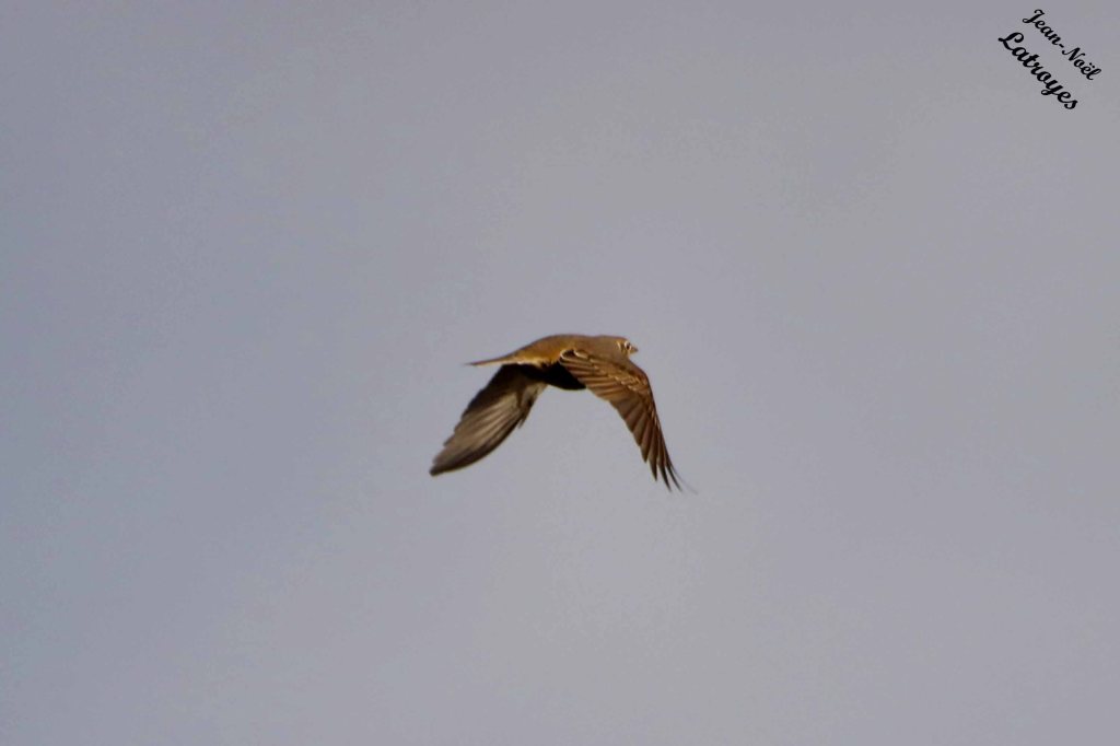 Alouette des champs en vol – Alauda arvensis – 19 octobre 2022 – Photographie Jean-Noël Latroyes – Filain – Haute-Saône 