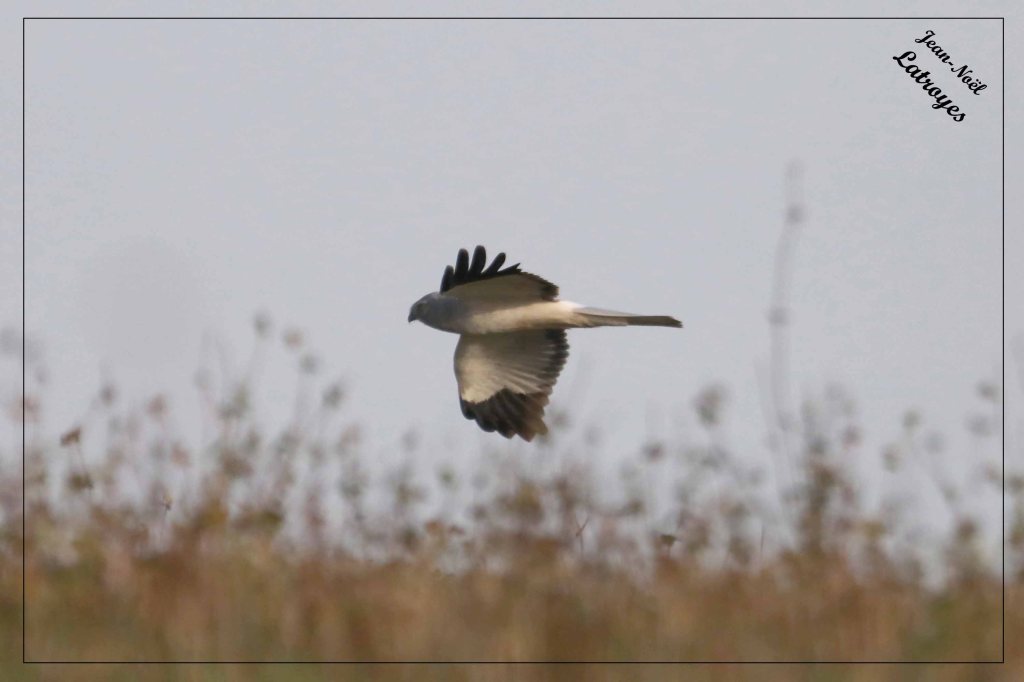 Busard Saint-Martin mâle en vol - Circus cyaneus - Filain (Haute-Saône) 19 octobre 2022 - Photographie Jean-Noël Latroyes - www.filain-nature.fr