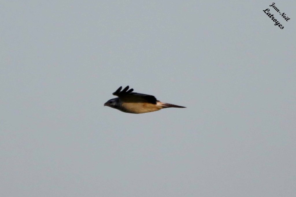 Busard Saint-Martin en vol au-dessus du village - Circus cyaneus - Filain (Haute-Saône) 19 octobre 2022 - Photographie Jean-Noël Latroyes