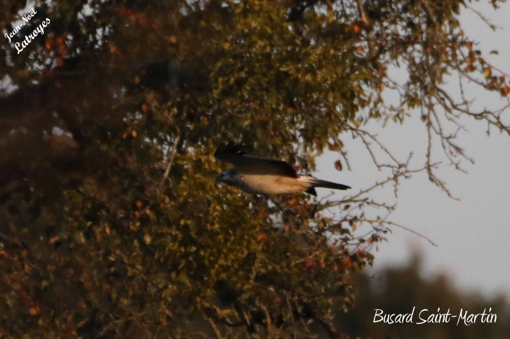 Busard Saint-Martin en vol au-dessus du village - Circus cyaneus - Filain (Haute-Saône) 19 octobre 2022 - Photographie Jean-Noël Latroyes