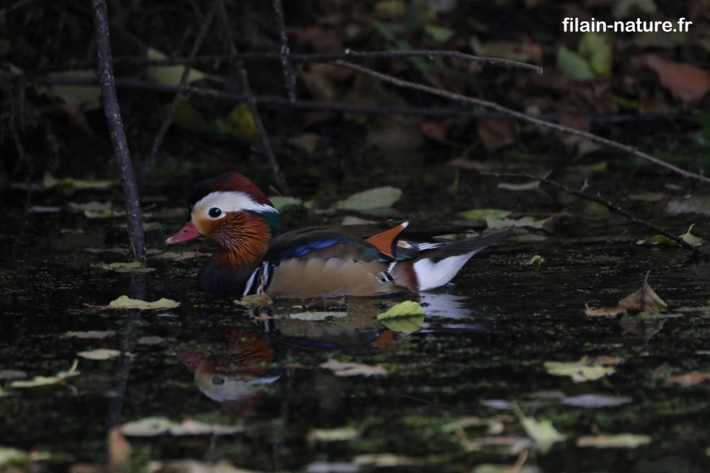 AÏX ou Canard Mandarin -  Aïx galericulata - Sur le Durgeon (Noidans-lès-Vesoul) - 08 octobre 2022 - Photographie Jean-Noël Latroyes - www.filain-nature.fr