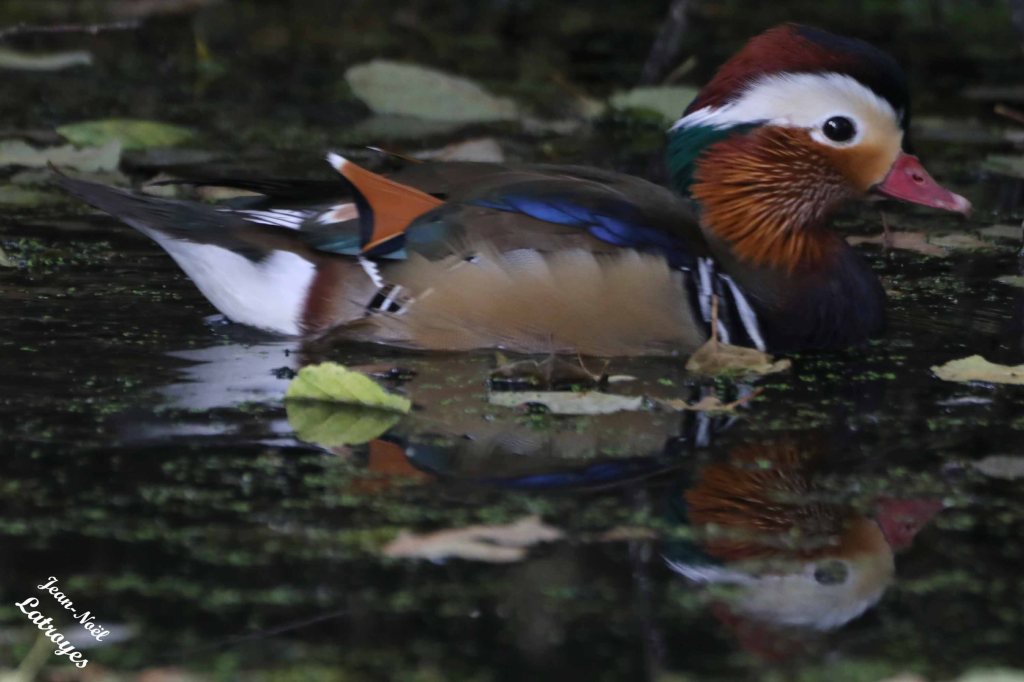 AÏX ou Canard Mandarin - Aïx galericulata - au repos sur la rivière " le Durgeon" (Noidans-lès-Vesoul) - 08 octobre 2022 - Photographie Jean-Noël Latroyes - www.filain-nature.fr