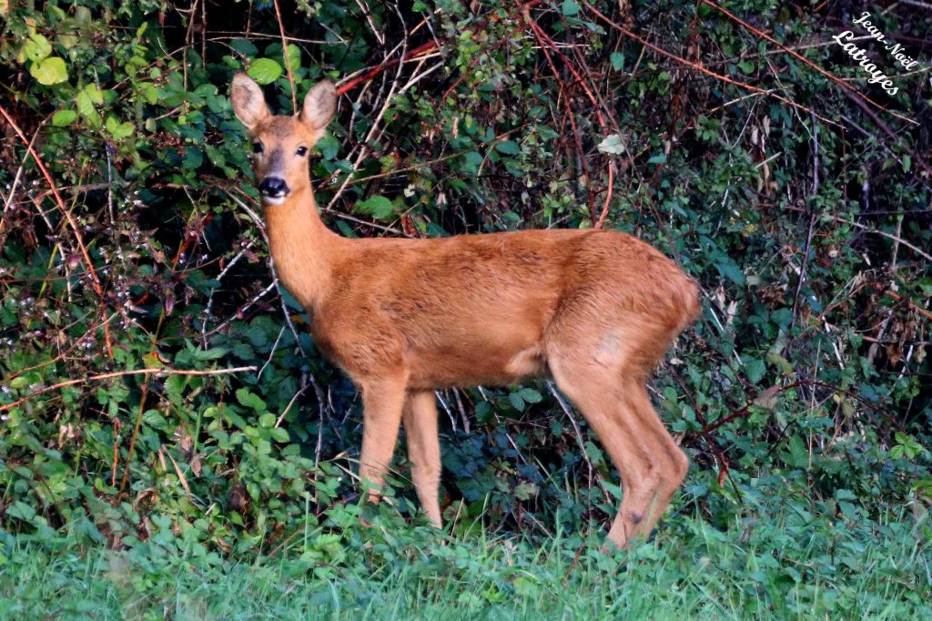 Chevreuil européen femelle - Capreolus capreolus - (biche) - Vellefaux (Haute-Saône) - 30 septembre 2022 - Photographie Jean-Noël Latroyes - www.filain-nature.fr