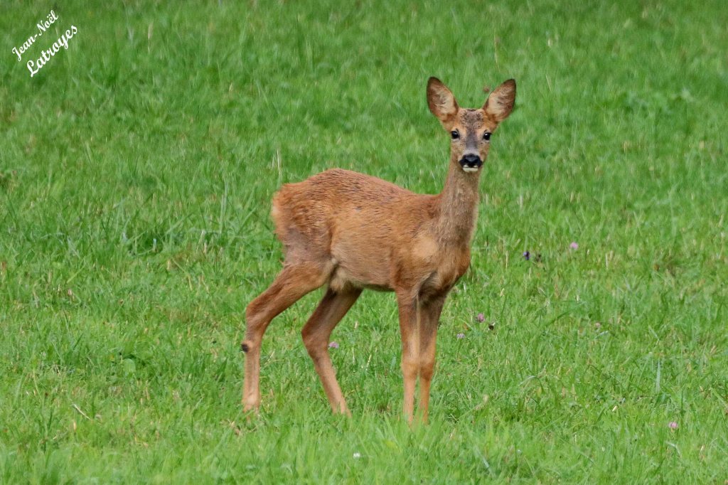 Chevreuil européen - Capreolus capreolus - faon- Vellefaux (Haute-Saône) - 30 septembre 2022 - Photographie Jean-Noël Latroyes - www.filain-nature.fr