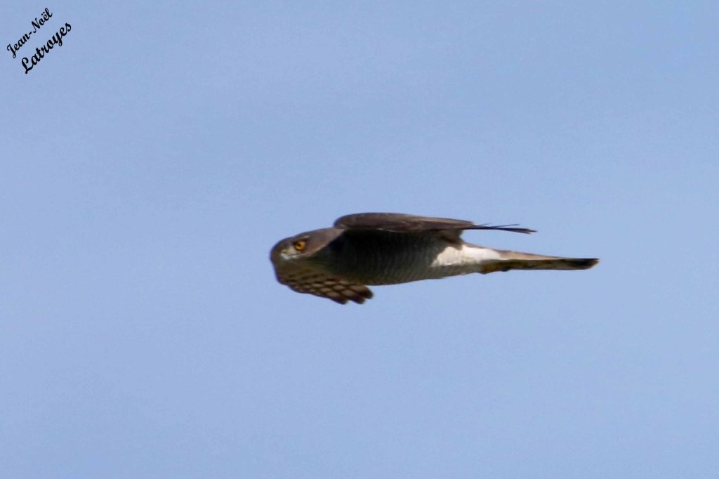 Épervier d'Europe - Accipiter nisus - En vol au-dessus de Filain (Haute-Saône) - 26 octobre 2022 - Photographie Jean-Noël Latroyes