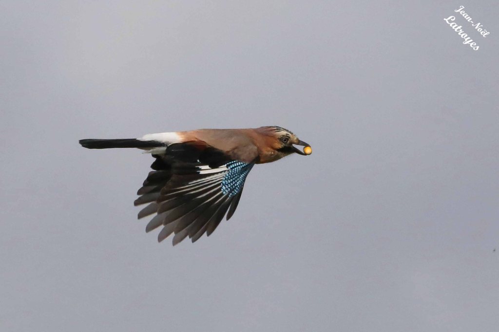  Geai en vol avec un gland dans le bec - Geai des chênes - Garrulus glandarius - 03 septembre 2022 -  Filain (Haute-Saône) - photographie Jean-Noël Latroyes - www.filain-nature.fr