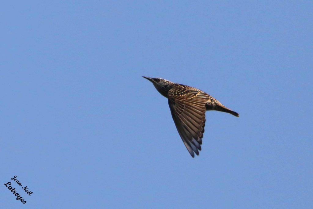 Étourneau sansonnet ( Sturnus vulgaris) dans le ciel de Filain le 06 septembre 2022 Phase ascensionnelle – Photographie Jean-Noël Latroyes