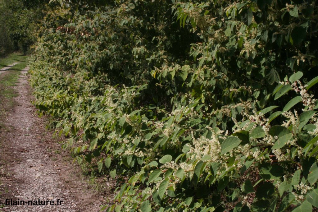 Feuillage et fleurs de Renouée du Japon - Reynoutria japonica - Montbozon (Haute-Saône) - en bordure de l'Ognon (rive gauche) - 18 septembre 2022 - Photographie Jean-Noël Latroyes