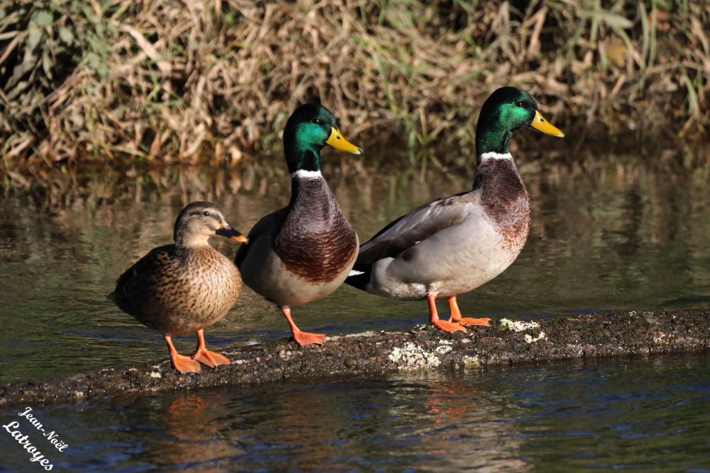 Canards colvert (Anas platyrhynchos) le long de l'Ognon à Montbozon (Haute-Saône) - 25 octobre 2022
Photographie Jean-Noël Latroyes