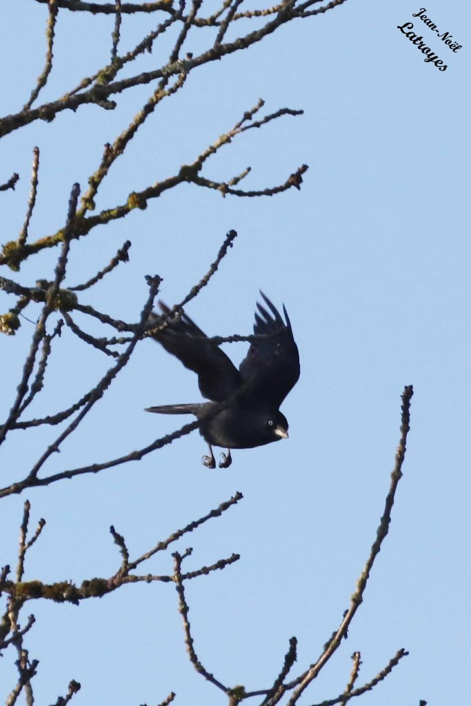 Corneille noire Corvus corone -- Filain (Haute-Saône) - 25 novembre 2022 - Photographie Jean-Noël Latroyes