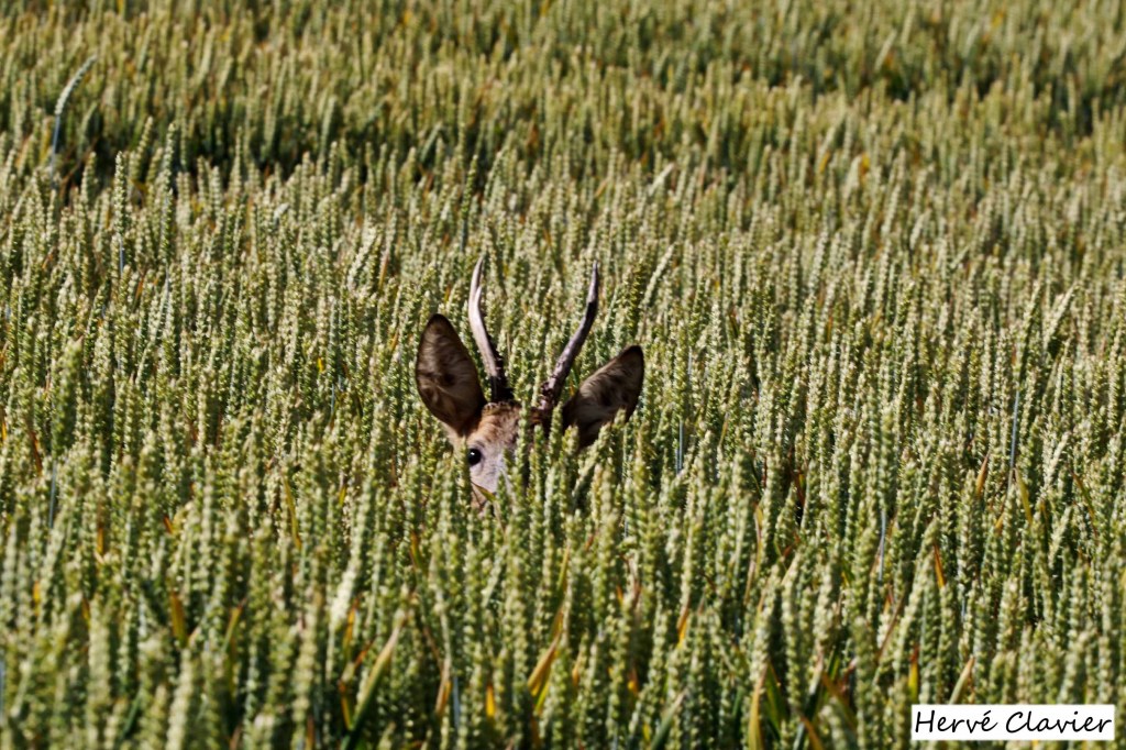 Daguet à l'affût dans un champ de blé.  Photographie Hervé Clavier 