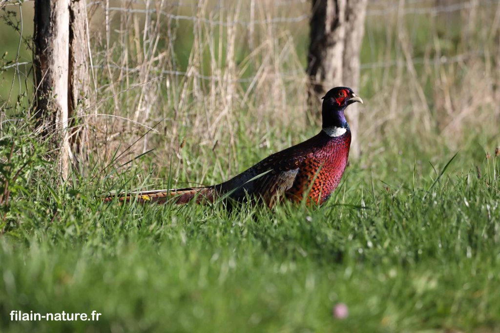 Ce magnifique faisan mâle errait sur la route devant chez moi. Né en élevage, ce type d'animal n'a aucun sens du danger et il est très facile de l'approcher. 5 octobre 2022 Filain (Haute-Saône) Photographie Jean-Noël Latroyes