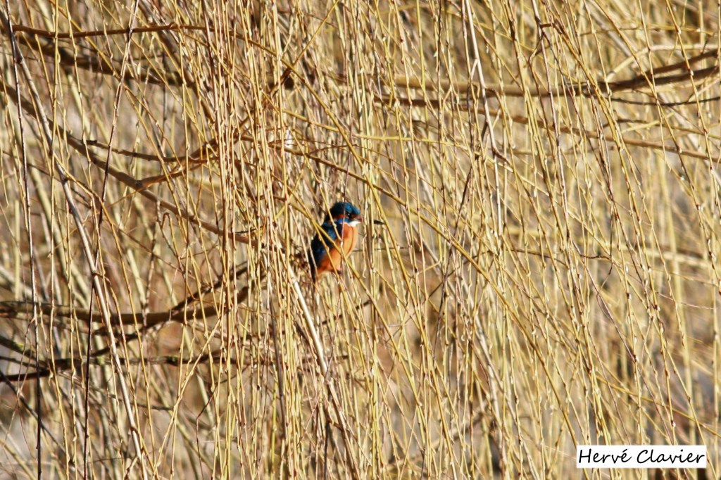 Martin-pêcheur perché dans le gros saule de la source de la Filaine (Filain - Haute-Saône) -  Photographie Hervé Clavier 