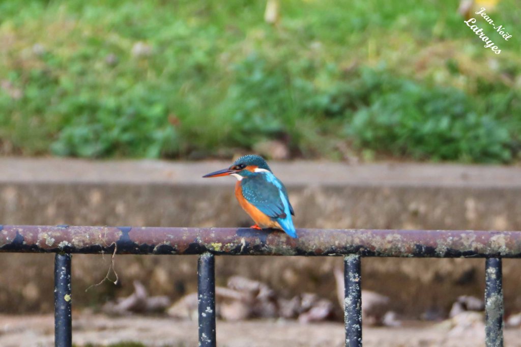Martin-pêcheur femelle (Alcedo atthis) - Source de la Filaine (Haute-Saône) 16 novembre 2022 - Photographie Jean-Noël Latroyes.

Il était 17h30 quand j'ai pris cette série de Martin-pêcheurs. A plus de 30 mètres, je ne m'en tire pas trop mal pour les photos où il ne bouge pas, mais c'est dommage pour la photo où il s'élève verticalement qui aurait supporté une vitesse plus rapide pour figer le mouvement.